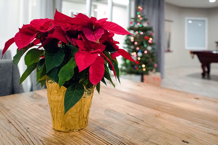 Weihnachtsstern auf Tisch